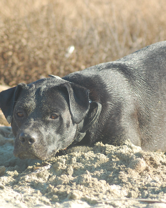 Simil corso in adozione