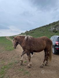 Cavallo 3 anni