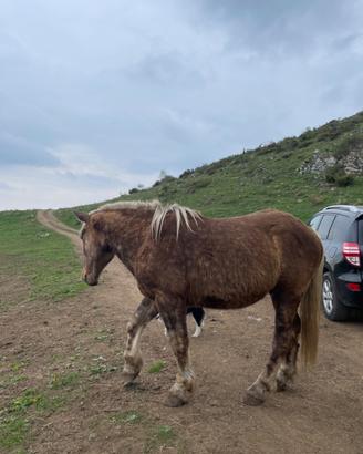 Cavallo 3 anni