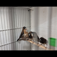 Passeri del giappone