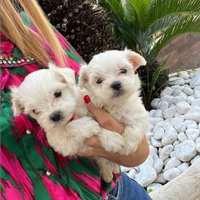 Maltese mini toy