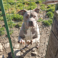 Amstaff American Staffordshire Terrier adulta