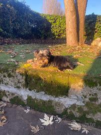 Maschietto di Yorkshire