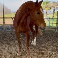 Castrone spagnolo adatto a passeggiate