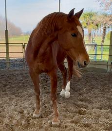 Castrone spagnolo adatto a passeggiate