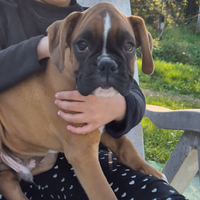 Cuccioli boxer maschi fulvi