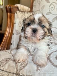 Cucciola Shitzu Vira (Shih Tzu)