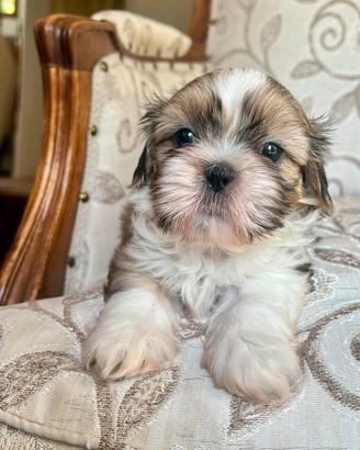 Cucciola Shitzu Vira (Shih Tzu)