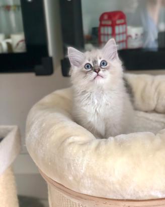 Cuccioli di Ragdoll