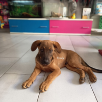 Cuccioli di meticcio Corso con Golden retriever