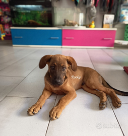 Cuccioli di meticcio Corso con Golden retriever