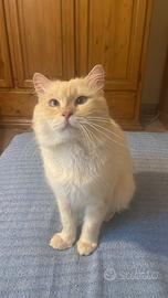 Stiamo dando questo bel gattino