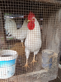 Gallo incrocio con livornese