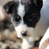 Cuccioli di Jack Russell Terrier