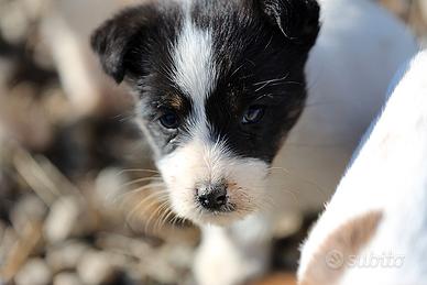 Cuccioli di Jack Russell Terrier