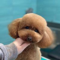 Barboncino Toy Red per Monta/Accoppiamento -