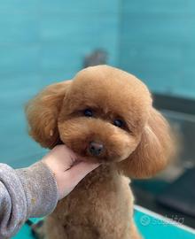 Barboncino Toy Red per Monta/Accoppiamento -