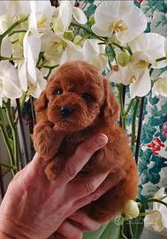 Barboncina Toy Red con pedigree ENCI
