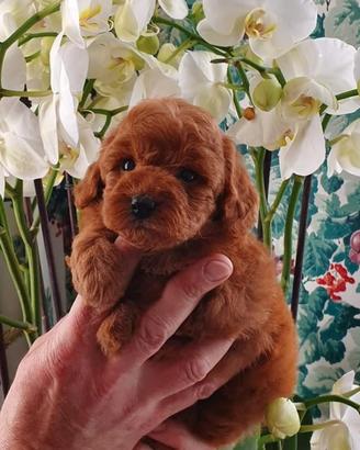 Barboncina Toy Red con pedigree ENCI