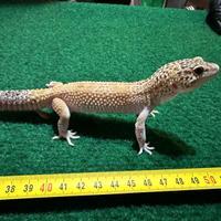Geco Leopardino