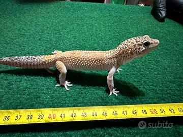 Geco Leopardino