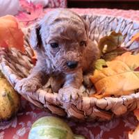 Barboncini red nani non da allevamento