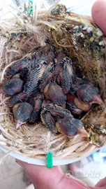 Cardellini da imbecco