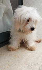 Maltese