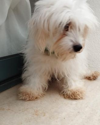 Maltese