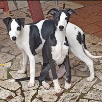Cuccioli whippet disponibili ultimi 2 maschi