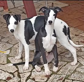 Cuccioli whippet disponibili ultimi 2 maschi