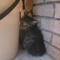 Gattino e gattina pelo semilungo