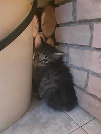 Gattino e gattina pelo semilungo