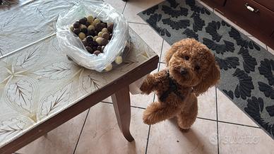 Barboncino toy maschio per accoppiamento