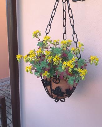 23 Sedum palmeri
