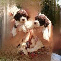 Lagotto romagnolo con pedigree