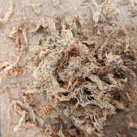 corteccia di pino sfagno