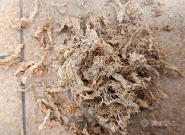 corteccia di pino sfagno