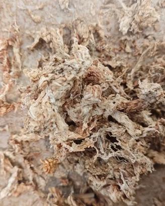 corteccia di pino sfagno