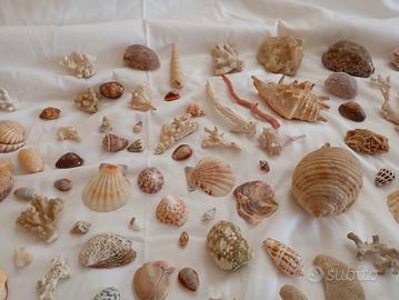 conchiglie vere stock 