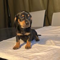 Bassotto kaninchen femmina