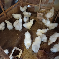 Animali animali da cortile