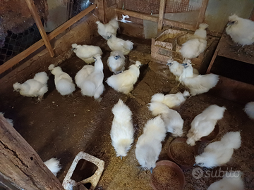 Animali animali da cortile