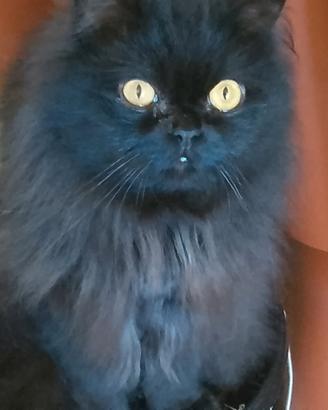Gatto d angora maschio nero