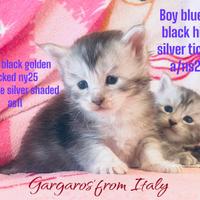 Piccoli Maine coon