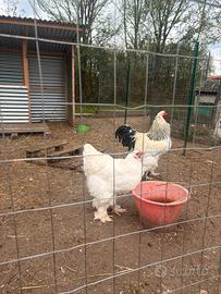 Galline Ornamentali e materiale fecondo