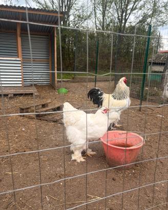 Galline Ornamentali e materiale fecondo