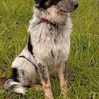 Nala simil border collie