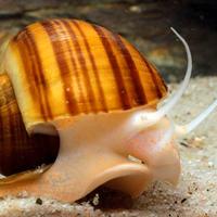 Ampullarie varie colorazioni