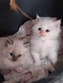 cucciola ragdoll 